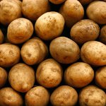 Tilberedning af kartofler til plantning Tilberedning af kartofler til plantning