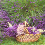 Nyttige planter i haven