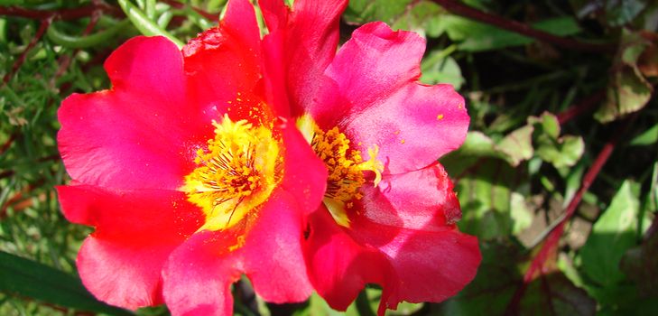 Sådan plantes og vokser portolacus