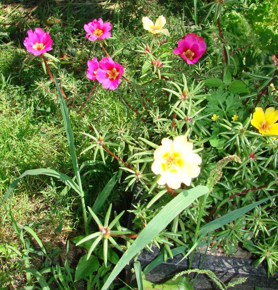 Sådan plantes og vokser portolacus