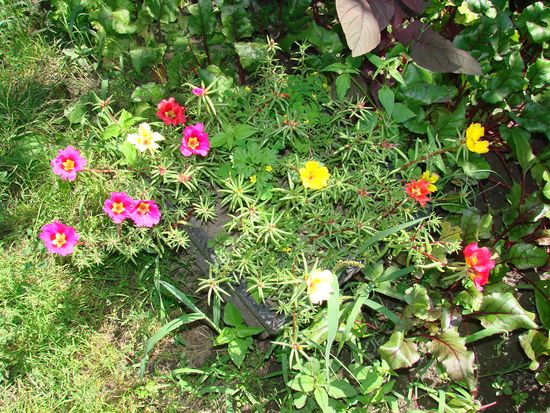 Sådan plantes og vokser portolacus
