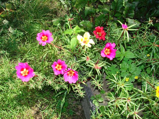 Sådan plantes og vokser portolacus