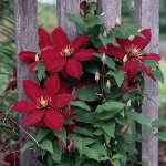 Clematis plantning Clematis plantning
