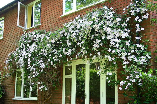 Clematis plantning