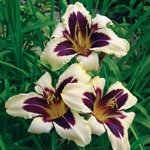 Plantning daylilies