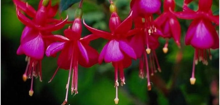 blomster fuchsia