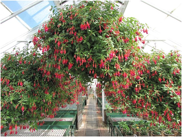 fuchsia i drivhuset