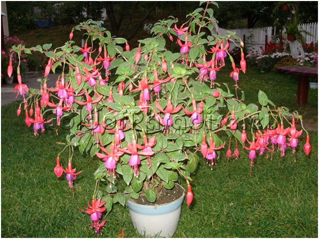 fuchsia i et karbad