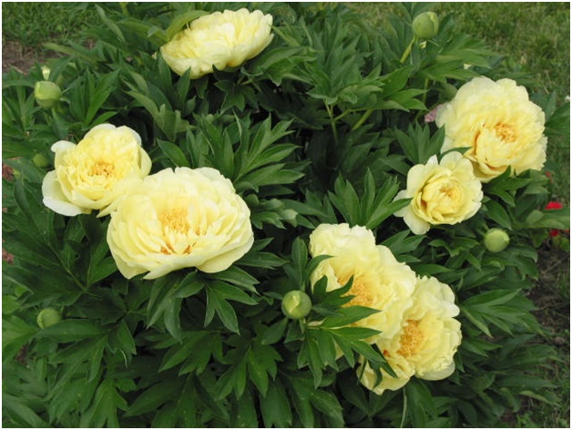 pion bunke
