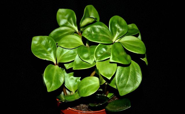 Pas på pyperium