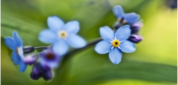 smuk blomst