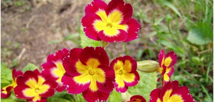 blomster primrose