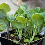 Kålplanter: hemmelighederne ved at vokse