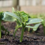 Planter af agurker