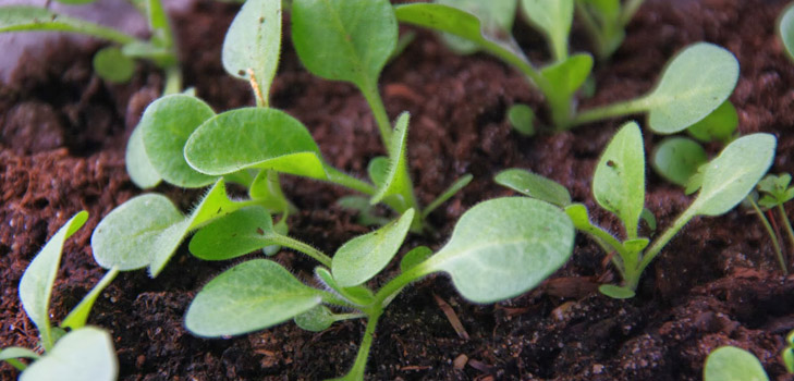 Frøplanter af petunia
