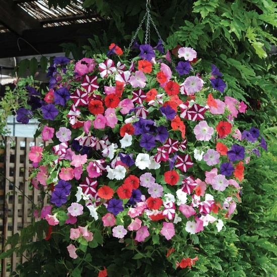 Frøplanter af petunia