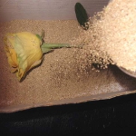 Planter til Herbarium Planter til Herbarium