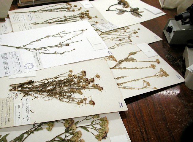 Planter til Herbarium