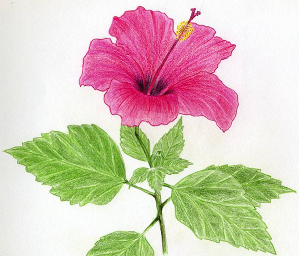 Figurblomst