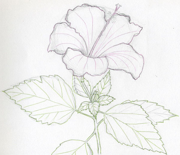 Figurblomst