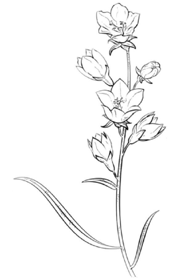 Figurblomst