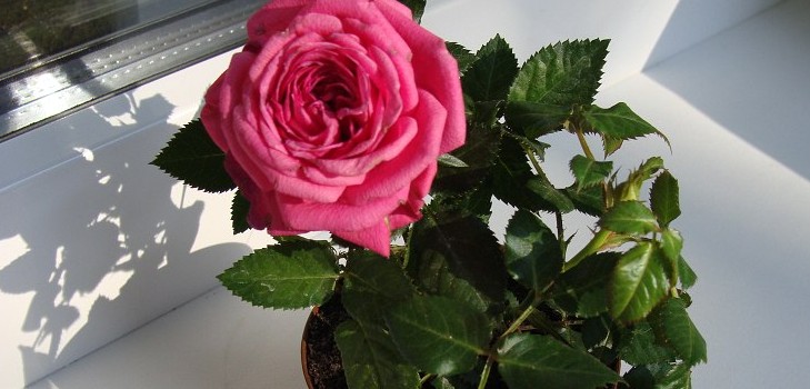 Rose hjemme: omsorg og indhold