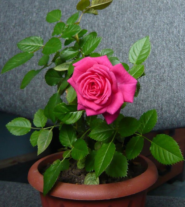 Rose hjemme: omsorg og indhold