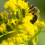 Allergi til pollen Allergi til pollen