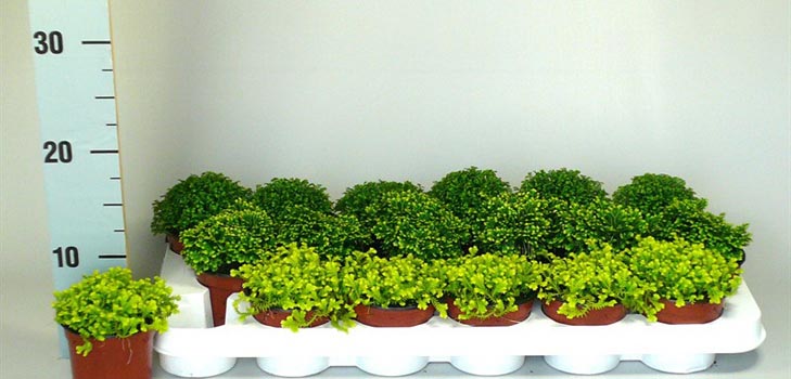 Selaginella: pleje