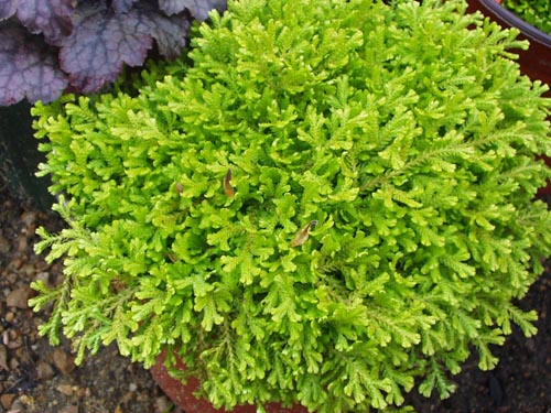 Selaginella: Arter