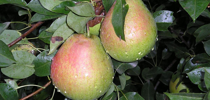 De bedste karakterer af pærer - beskrivelser, plantning og pleje, foto