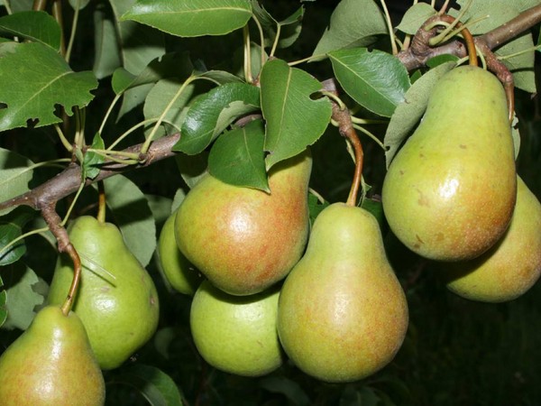 De bedste karakterer af pærer - beskrivelser, plantning og pleje, foto