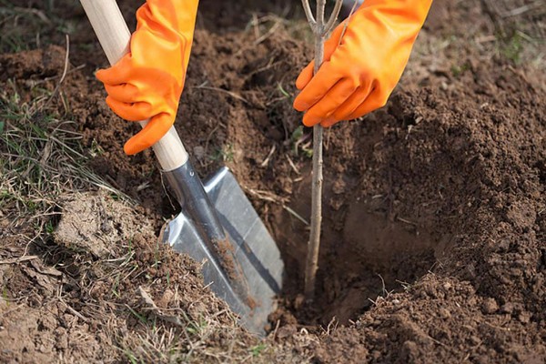De bedste karakterer af pærer - beskrivelser, plantning og pleje, foto