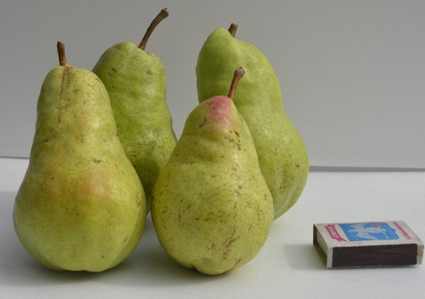 De bedste karakterer af pærer - beskrivelser, plantning og pleje, foto