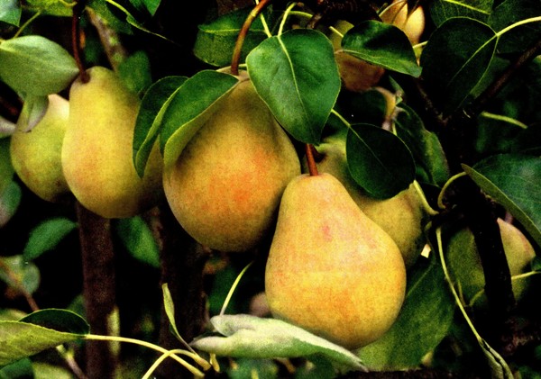 De bedste karakterer af pærer - beskrivelser, plantning og pleje, foto