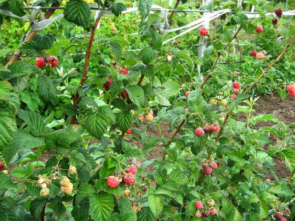 De bedste sorter af hindbær - beskrivelser, plantning og pleje, foto