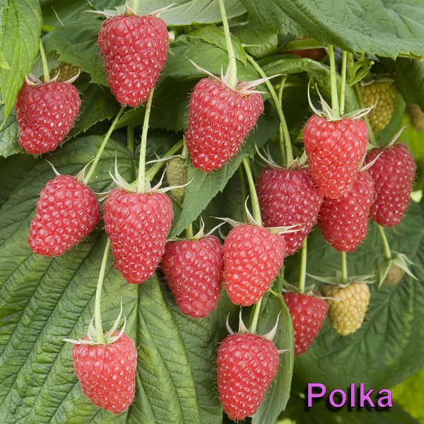 De bedste sorter af hindbær - beskrivelser, plantning og pleje, foto