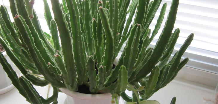 Stapelia: God pleje derhjemme, smukke blomsterbilleder
