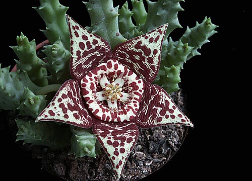 Stapelia: Foto og pleje derhjemme