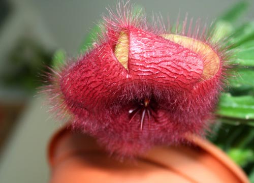 Stapelia: God pleje derhjemme, smukke blomsterbilleder