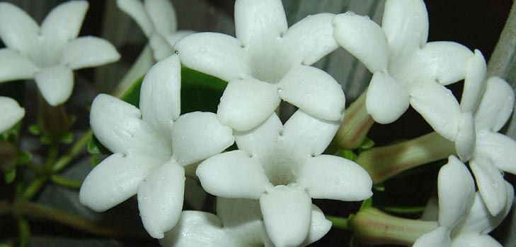 Stephanotis: pleje og foto