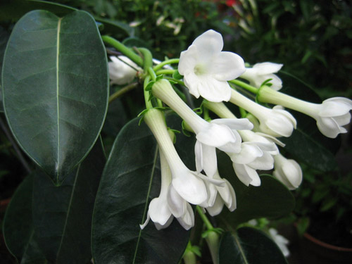 Hvordan man tager sig af Floribunda's stephanotis
