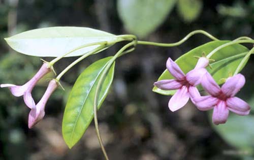 Transplantation af jasmin i Madagaskar
