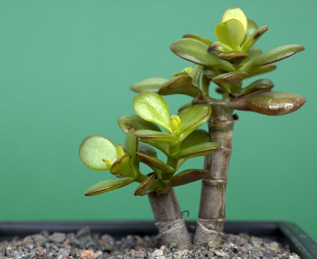 Pas på Peony