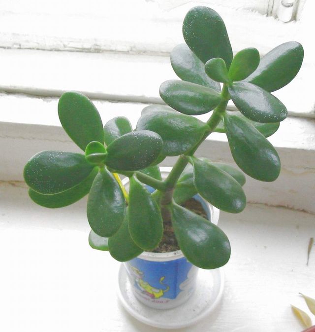 Pas på Peony
