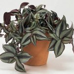 Tradescantia: beskrivelse og pleje Tradescantia: beskrivelse og pleje