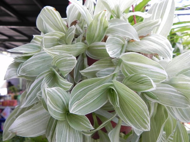 Tradescantia: beskrivelse og pleje