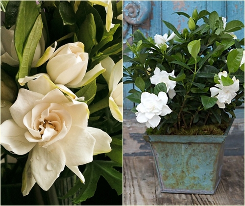 Pas på gardenia derhjemme, foto Pas på gardenia derhjemme, foto