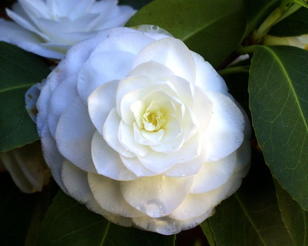 Omsorg for camellia derhjemme, foto