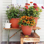 Pleje af planter i containere
